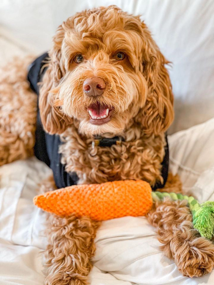 CARROT TUG ROPE INTERACTIVE DOG TOY